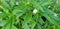 Kitolod leaf, usefull for natural medical