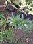 kitolod plant planted in a pot with white flowers