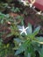 kitolod plant planted in a pot with white flowers