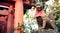 Kitsune japanese fox statue with red apron at famous Fushimi Inari Taisha shrine