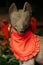 Kitsune Japanese Fox statue at Shinto shrine - Close up face