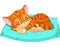 chaton pictures
