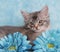 Kitten amongst blue flowers