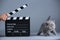 Kitten as actor and a clapperboard, video production