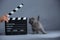 Kitten as actor and a clapperboard, video production