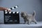 Kitten as actor and a clapperboard, video production