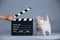 Kitten as actor and a clapperboard, video production