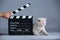 Kitten as actor and a clapperboard, video production