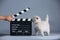 Kitten as actor and a clapperboard, video production