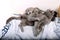 Kitten babies climbing on mother cat