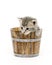 Kitten in a barrel