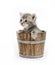 Kitten in a barrel
