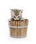 Kitten in a barrel