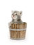 Kitten in a barrel