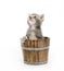 Kitten in a barrel