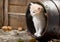 Kitten in a barrel