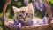 kitten in basket An adorable Scottish kitten with bright, inquisitive eyes, snuggled up in a cozy woven basket