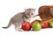 Kitten and a basket with apples