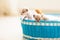 Kitten in a basket. Baby cat at home