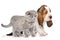 Kitten and basset hound puppy standing in profile. isolated on white