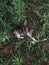 Kitten, beautiful kitten, green grass, cat