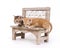 Kitten on a bench