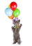 Kitten in birthday hat with bunch of balloons standing on hind legs. isolated on white background