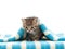 kitten and blue bedspread