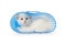 Kitten in a blue plastic basket