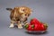 Kitten and a bowl with strawberry