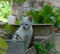 Kitten in boxe in garden