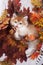 The kitten  breed British shorthair, Golden Chinchilla color, is lying on a white rug and playing with autumn leaves