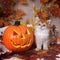 The kitten  breed British shorthair, Golden Chinchilla color,  sits next to an orange pumpkin on a background of autumn leaves.