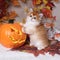 The kitten  breed British shorthair, Golden Chinchilla color,  stands and leans two paws on the pumpkin on a background of autumn
