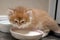 Kitten  breed British shorthair with green eyes drinking milk from a bowl