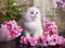 Kitten breed ragdoll and pink flowers