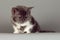 Kitten of breed Selkirk Rex grey-white color on gray background