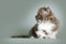 Kitten of breed Selkirk Rex grey-white color on gray background