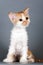 Kitten of breed Selkirk Rex red-white color on gray background i