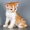 Kitten of breed Selkirk Rex red-white color on gray background i