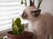 Kitten breed snowshoe, two monthes, sniff plant