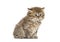 Kitten British longhair sitting, isolated