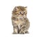 Kitten British longhair sitting, isolated