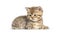 Kitten British Shorthair lying down