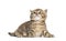 Kitten British Shorthair lying down