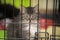 Kitten in a cage at shelter