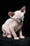 Kitten of Canadian Sphynx blue mink with white color sitting on black background