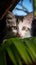 Kitten with captivating green eyes enjoys a playful, relaxing vacation