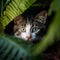Kitten with captivating green eyes enjoys a playful, relaxing vacation
