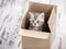 Kitten in cardboard box